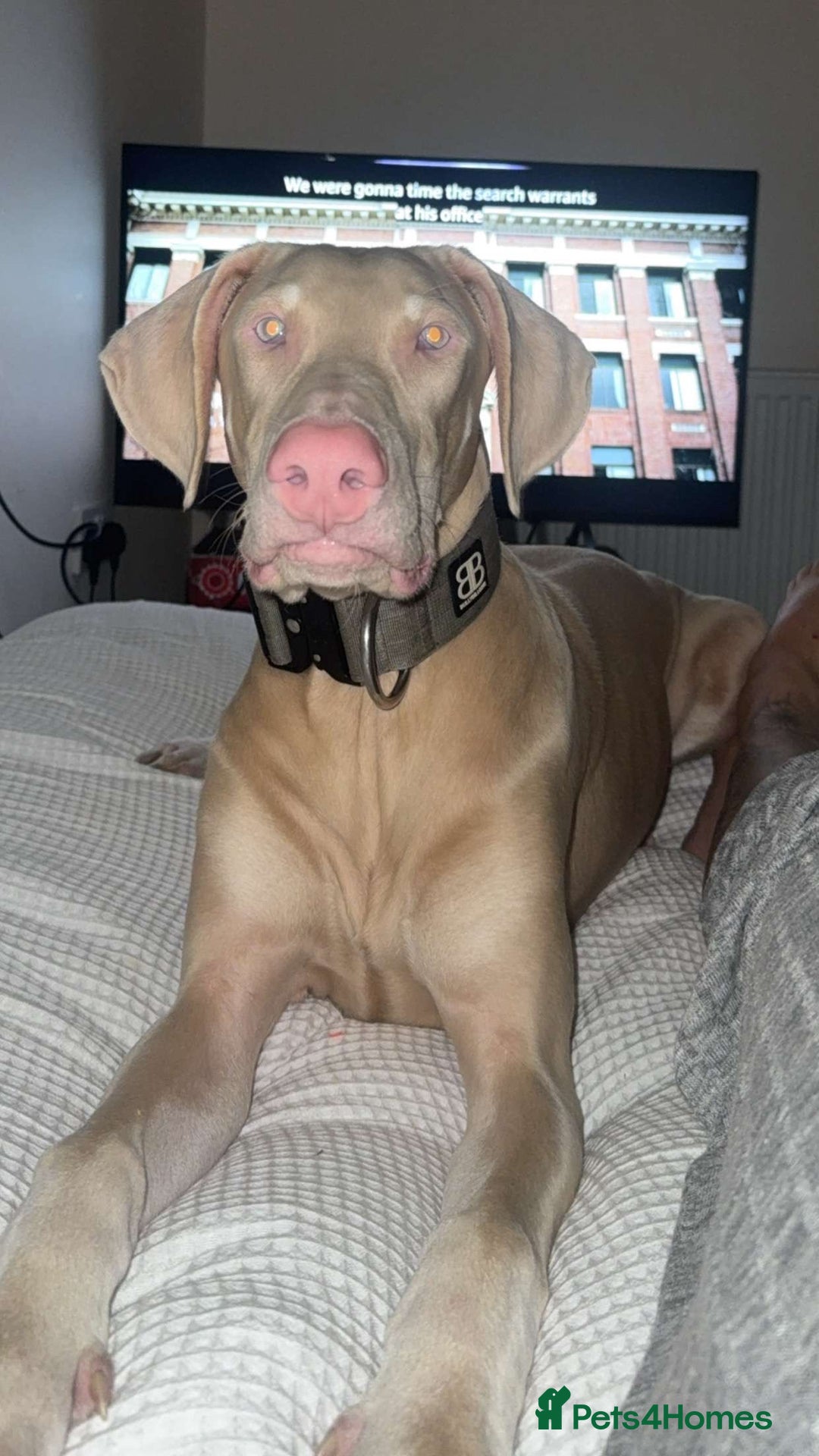 Dobermann dogs for sale: Pink male Doberman  - Image 2