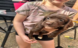 Sprocker dogs for sale: Sprocker Spaniel Puppies - Image 3