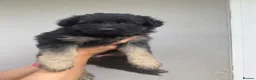 German Shepherd dogs for sale: German Shepherd puppies – Kennel Club registered - Advert 36