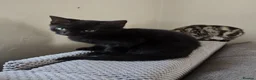 Mixed Breed cats for sale: Stunning Black Panther Kitten - Advert 11