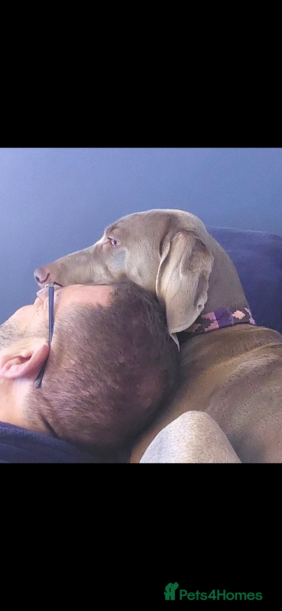 Weimaraner dogs for sale: Weimaraner KC Reg GUNALT CHAMPION BLOODLINE  - Advert 8