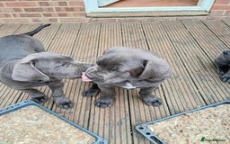 Cane Corso dogs for sale: Beautiful Cane Corso  - Image 6