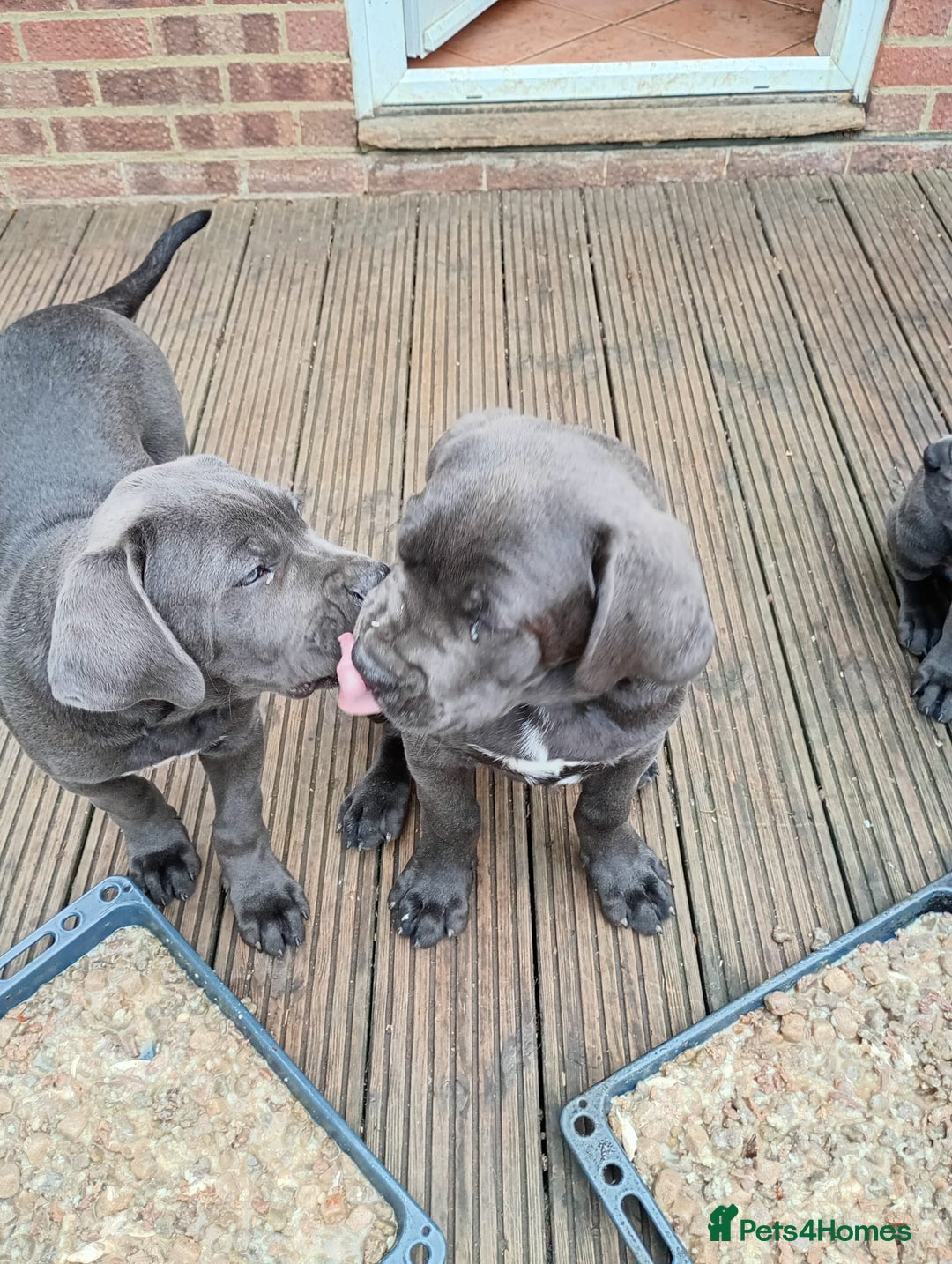 Cane Corso dogs for sale: Beautiful Cane Corso  - Image 6