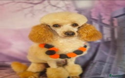 Cockapoo dogs for sale: Champion Line 🏆 F1 Miniature Cockapoo Puppies  - Image 7