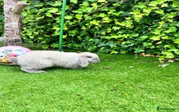 Beveren rabbits for sale: Two lovely rabbits looking for a new home  - Image 6