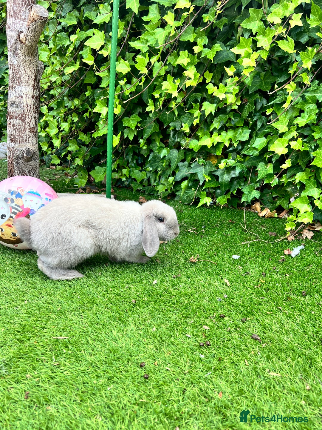 Beveren rabbits for sale: Two lovely rabbits looking for a new home  - Image 6