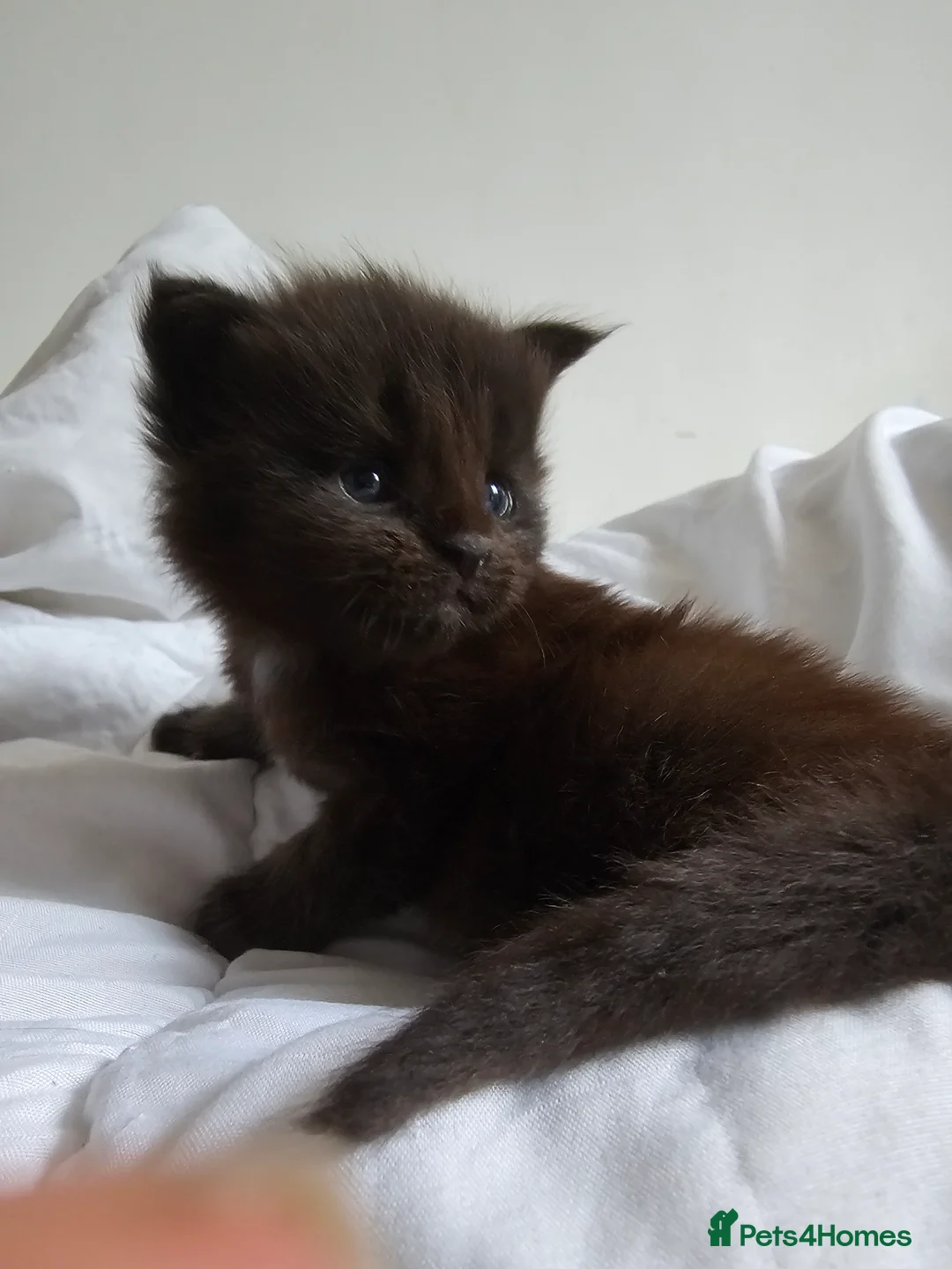 Maine Coon cats for sale: Little Maine Coon Girls Looking for Forever Homes - Advert 4