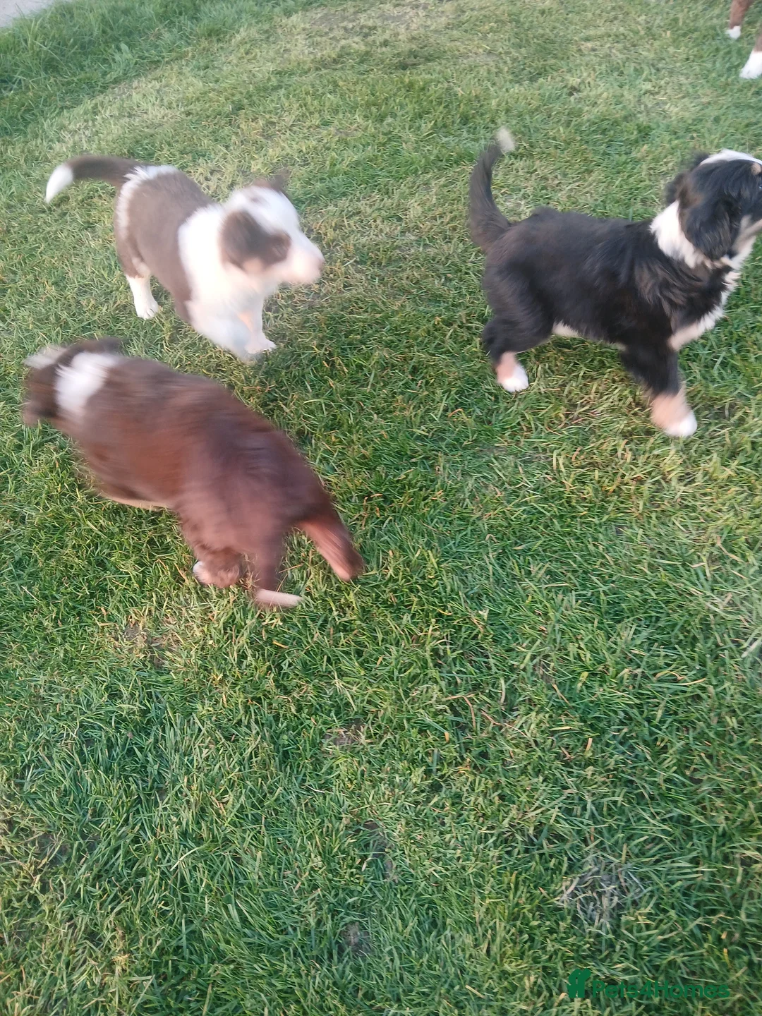 Mixed Breed dogs for sale: Bearded collie x puppies - Advert 22