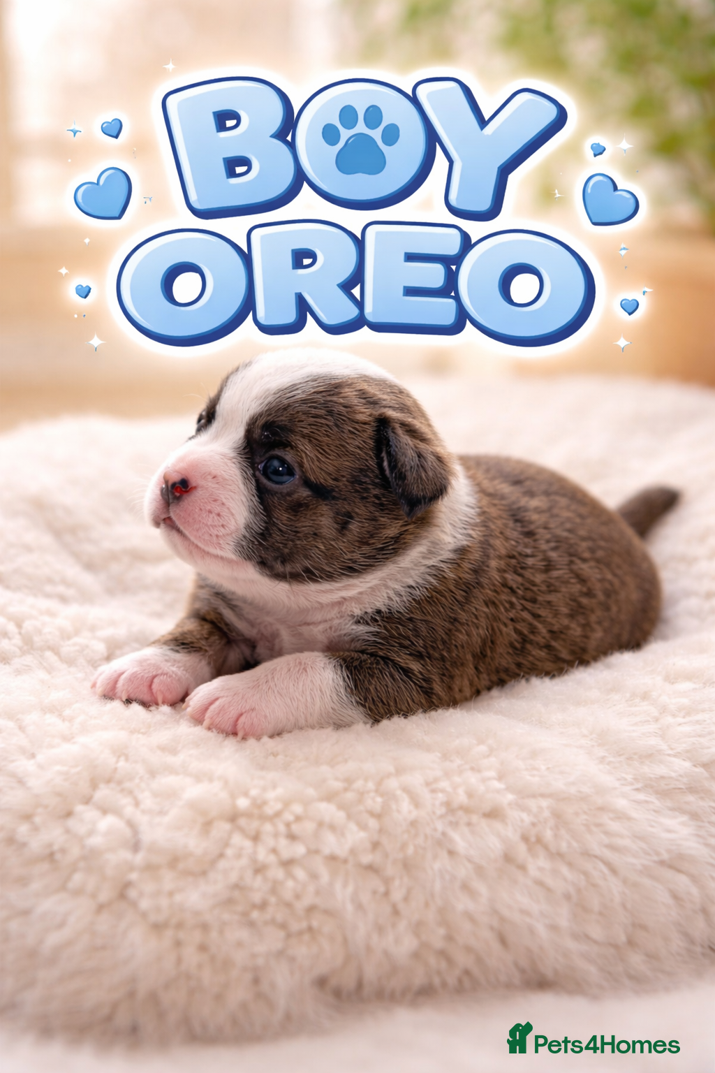 Chihuahua dogs Chihuahua puppies for sale 🐶💙 - Advert 2