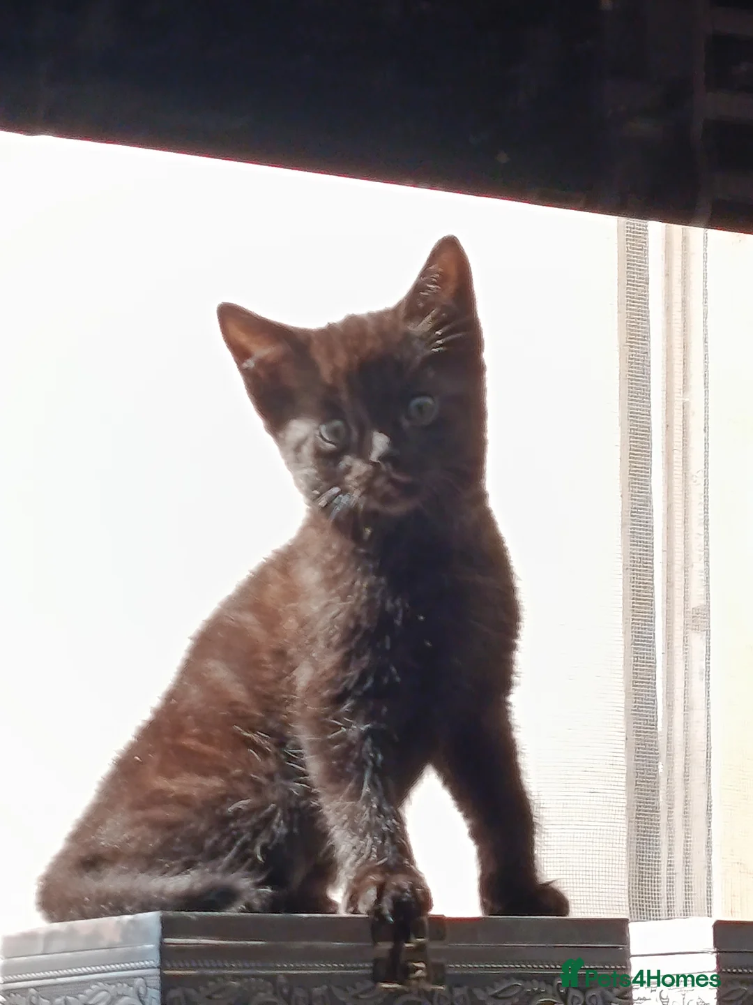Mixed Breed cats for sale: Kittens looking for homes in Daventry - Advert 2