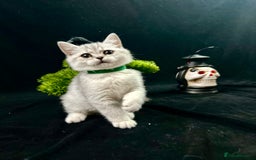 British Shorthair cats for sale: GCCF British short hair kittens for loving homes  - Image 7