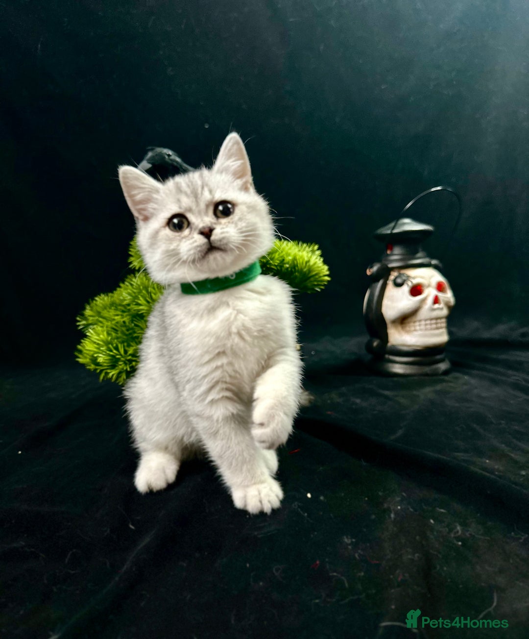 British Shorthair cats for sale: GCCF British short hair kittens for loving homes  - Image 7