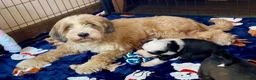 Tibetan Terrier dogs for sale: Beautiful Kc Registered Tibetan Terrier Puppies - Advert 10