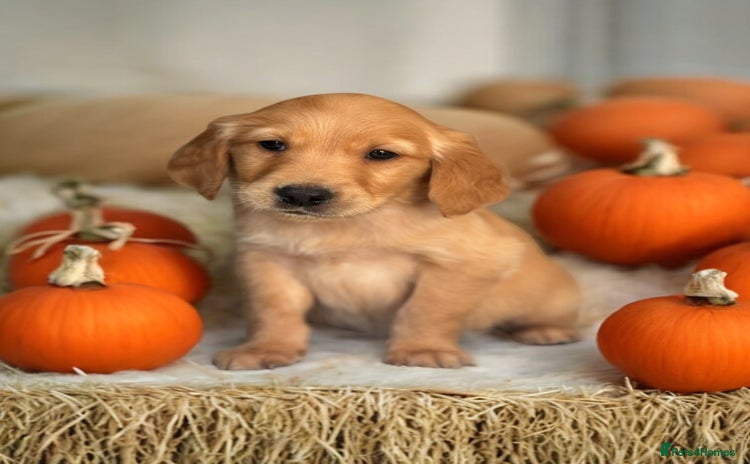 Golden Retriever dogs - Advert 3