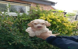 Cockapoo dogs for sale: F1 Chocolate Choc/Tan and Gold Cockapoo Puppies - Image 20
