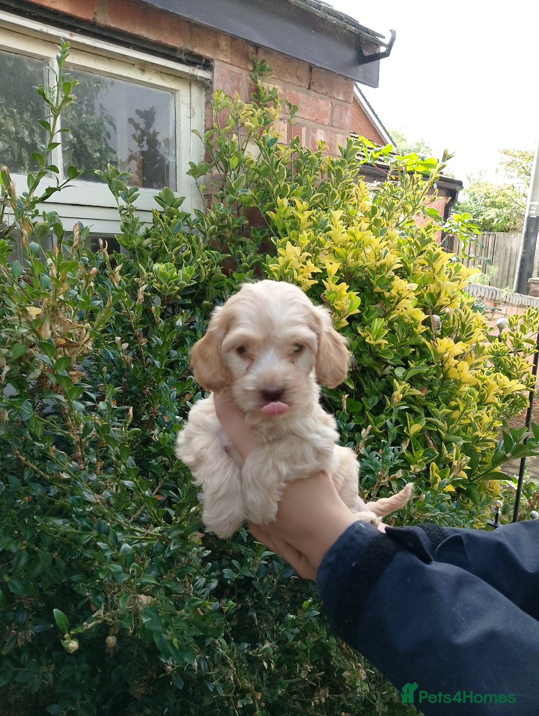 Cockapoo dogs for sale: F1 Chocolate Choc/Tan and Gold Cockapoo Puppies - Image 20