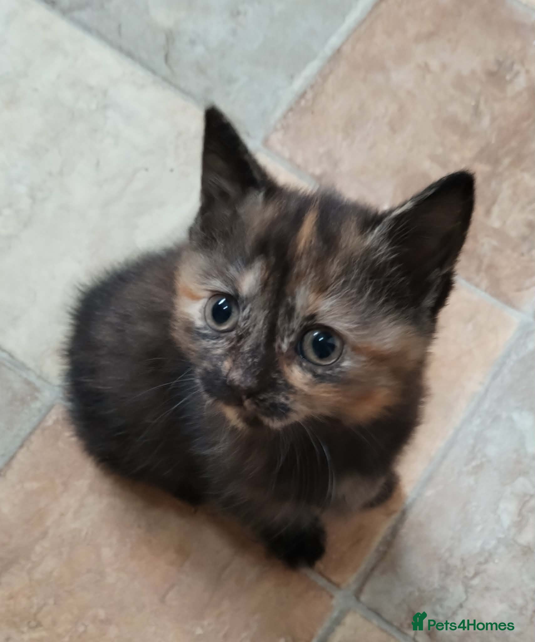 British Shorthair cats for sale: British short hair kittens in Cleckheaton - Advert 14