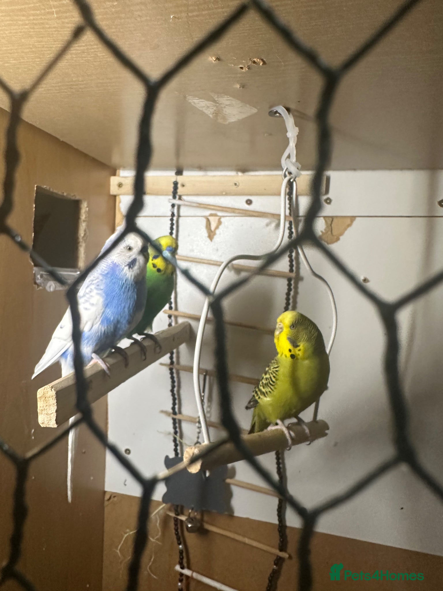Budgerigars birds Lovely bonded pair  - Advert 1