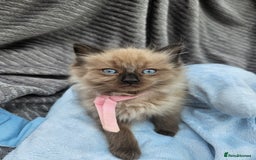Ragdoll cats for sale: Beautiful Ragdoll Kittens  - Image 10