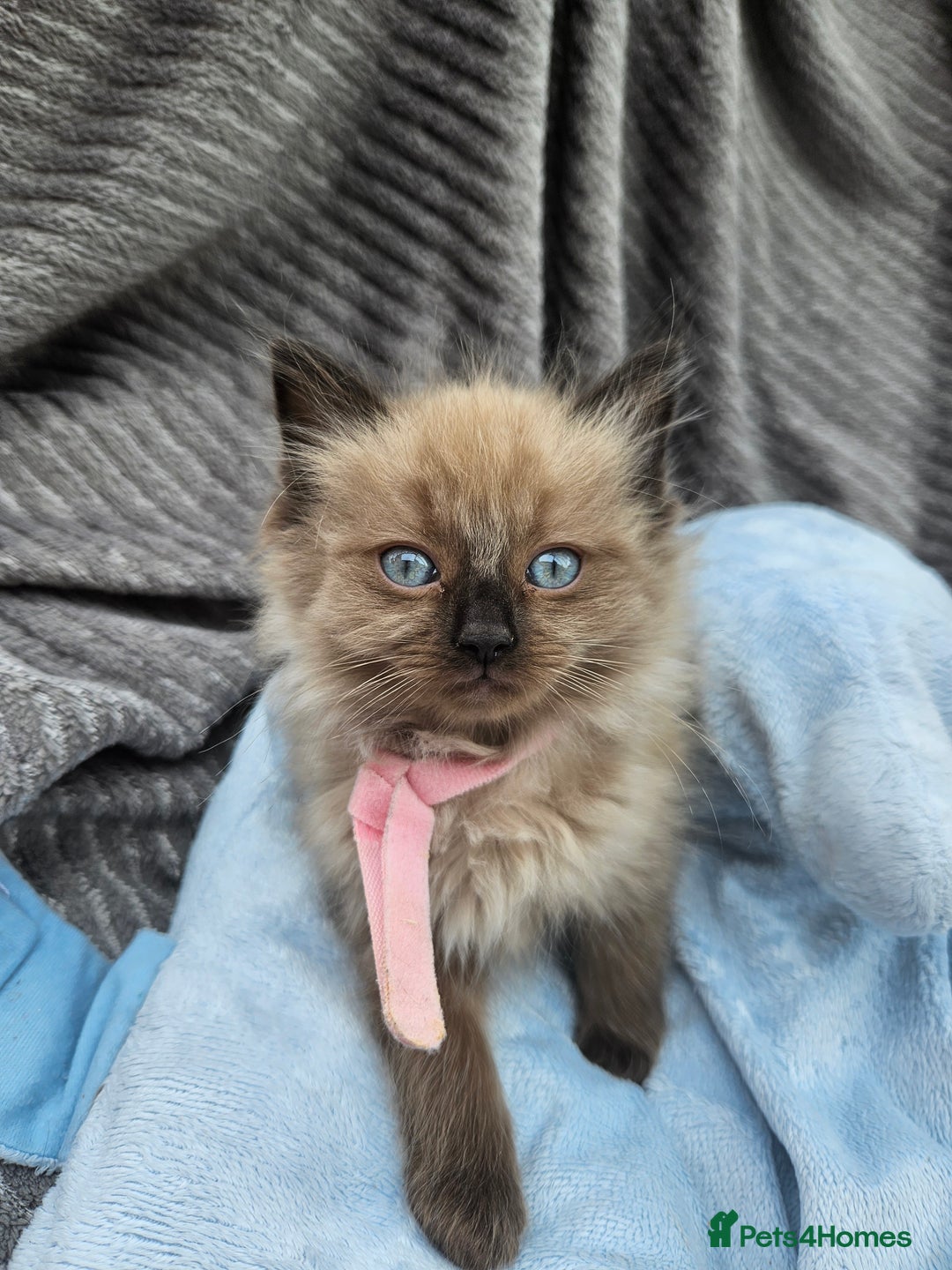 Ragdoll cats for sale: Beautiful Ragdoll Kittens  - Image 10