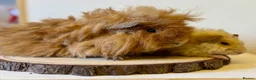 Guinea Pig rodents for sale: Lunkarya Guinea Pig Boy - Advert 1