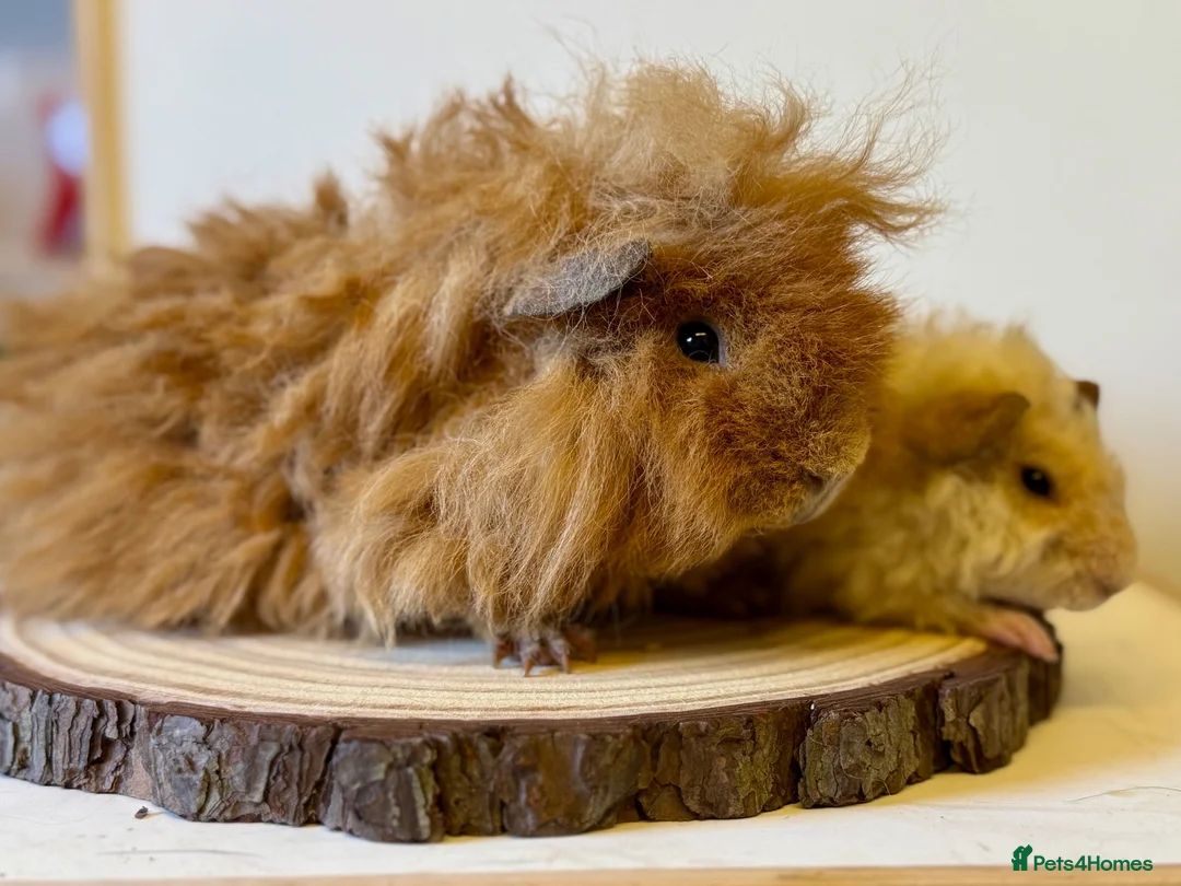 Guinea Pig rodents for sale: Lunkarya Guinea Pig Boy - Advert 1