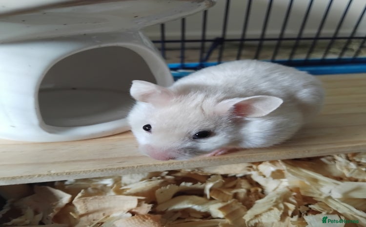 Hamster rodents - Advert 2