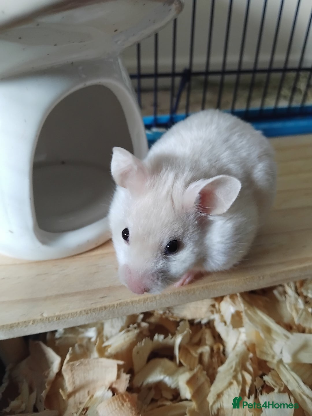Hamster rodents for sale: 🐹 Female hamster ready for adoption 🐹 - Image 1