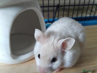 Hamster rodents - Advert 24