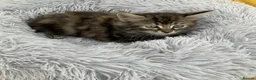 Mixed Breed cats for sale: Fluffy kittens looking for forever home - Advert 17