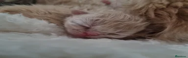 Persian Kitten 2