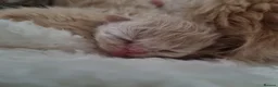 Persian cats for sale: Beautiful cream persian babies  - Advert 6