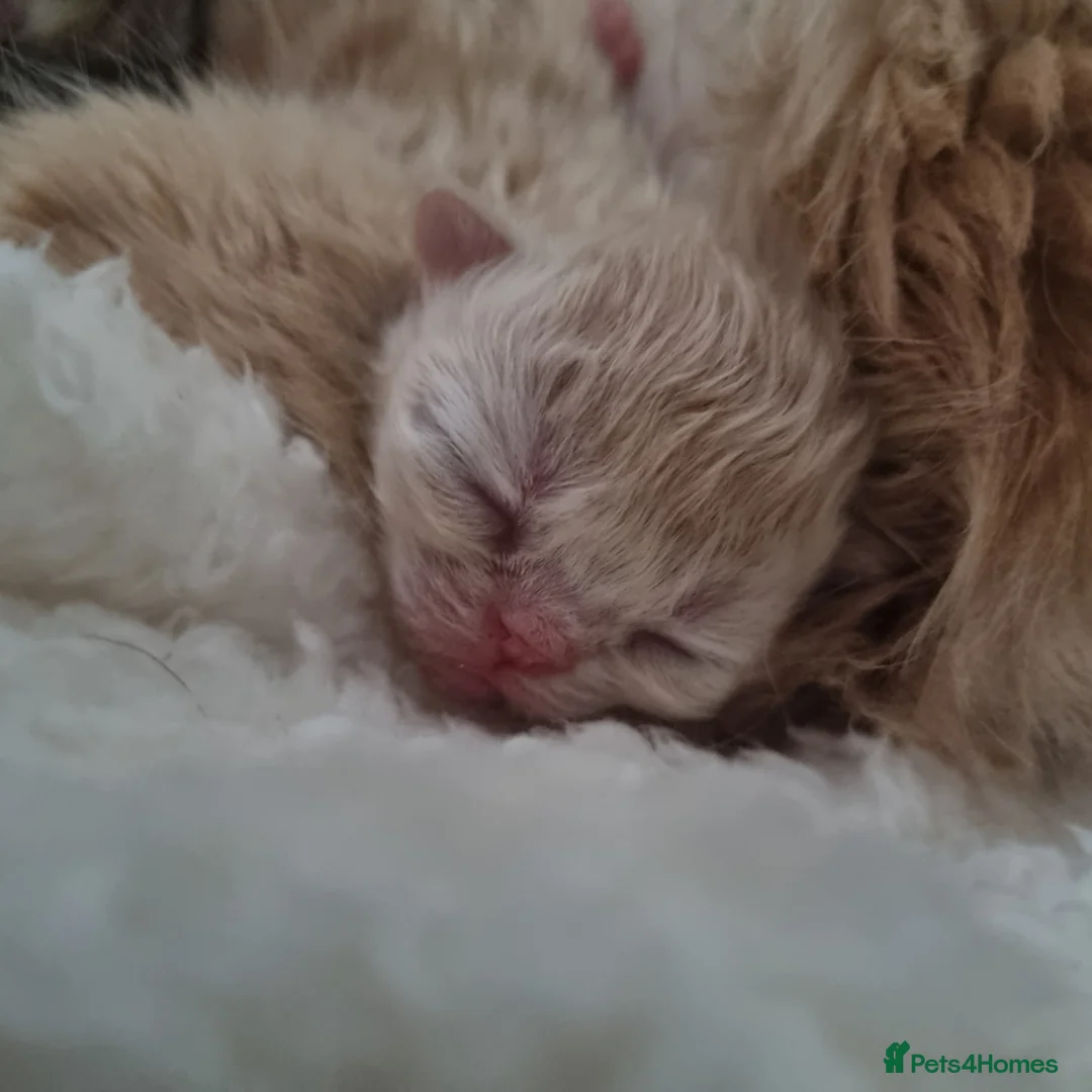Persian cats for sale: Beautiful cream persian babies  - Advert 6