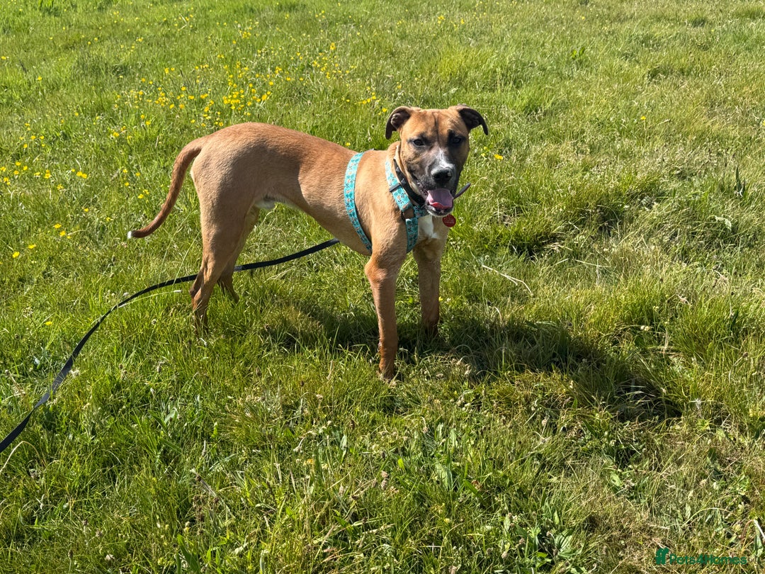 Mixed Breed dogs for sale: Staffy Cross - Image 4