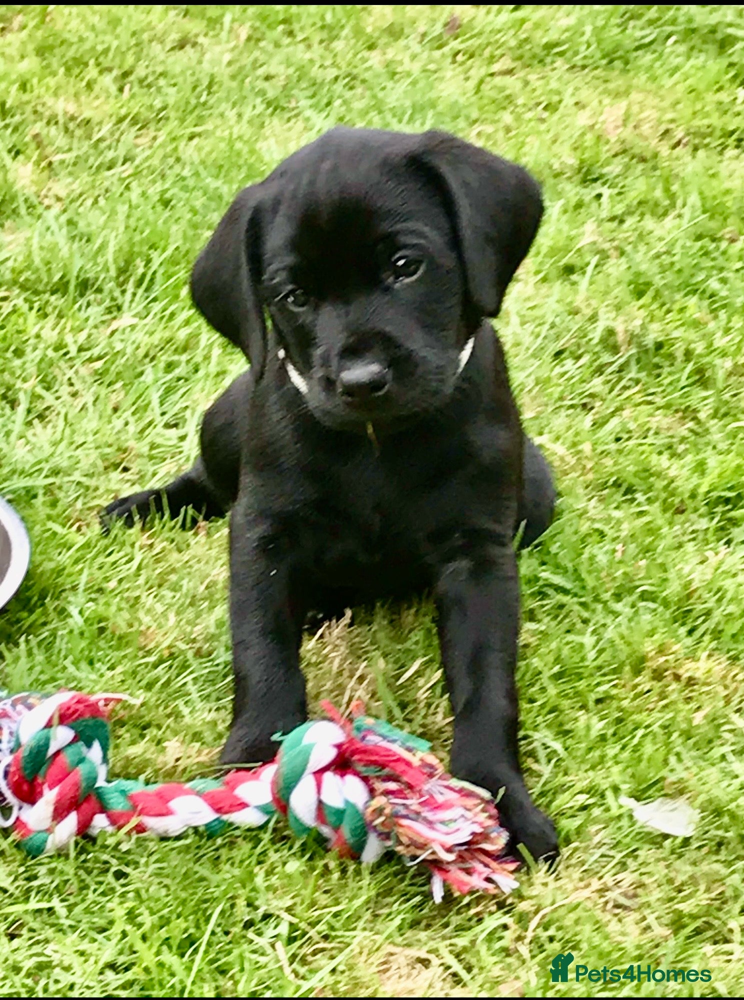 Labrador Retriever dogs Extensively health tested kc reg Labrador puppies. - Advert 1
