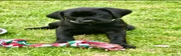 Labrador Retriever dogs for sale: Extensively health tested kc reg Labrador puppies. - Advert 1