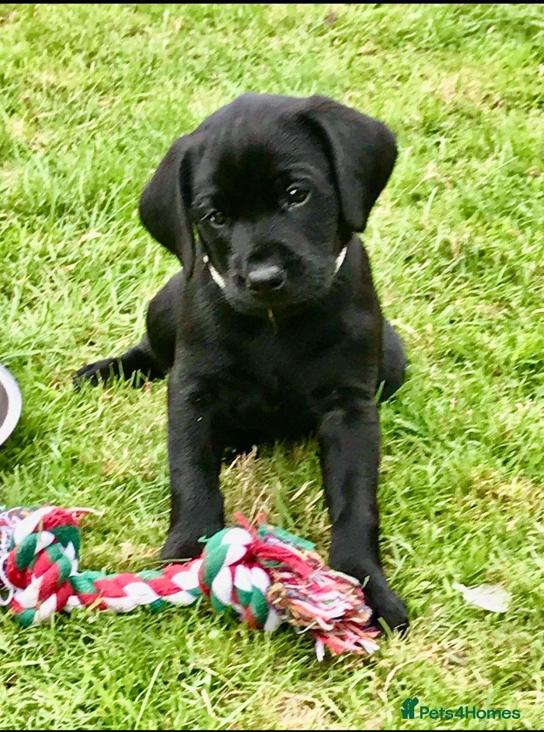 Labrador Retriever dogs for sale: Extensively health tested kc reg Labrador puppies. - Advert 1