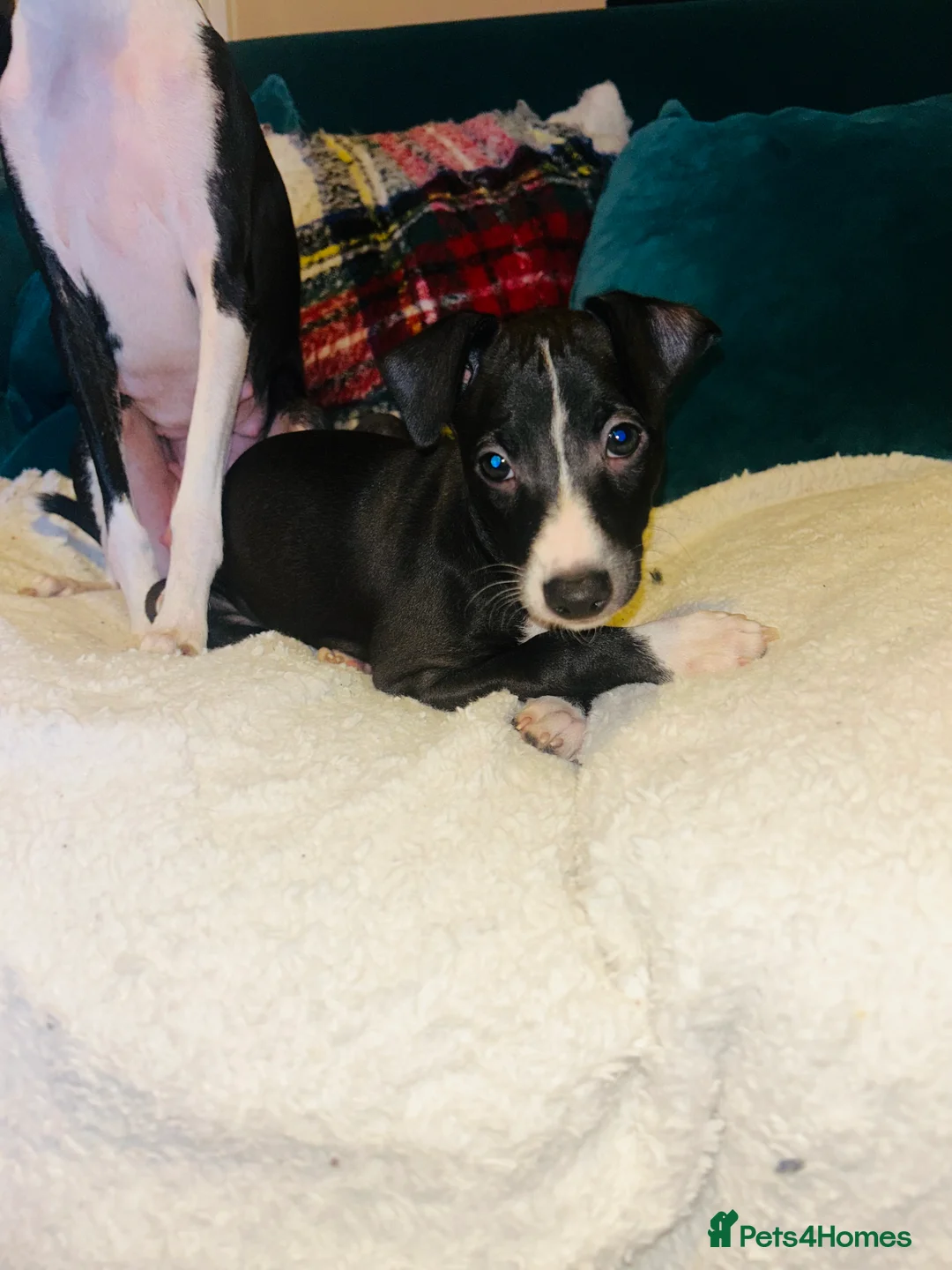 Italian Greyhound dogs for sale: 2 beautiful boy Iggys looking for their new home - Advert 23