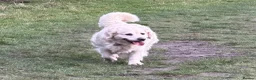 Golden Retriever dogs for sale: 5 year old kc reg fully health tested female  - Advert 9