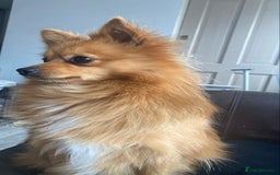 Pomeranian dogs for sale: Lovely dog for sale  - Image 3