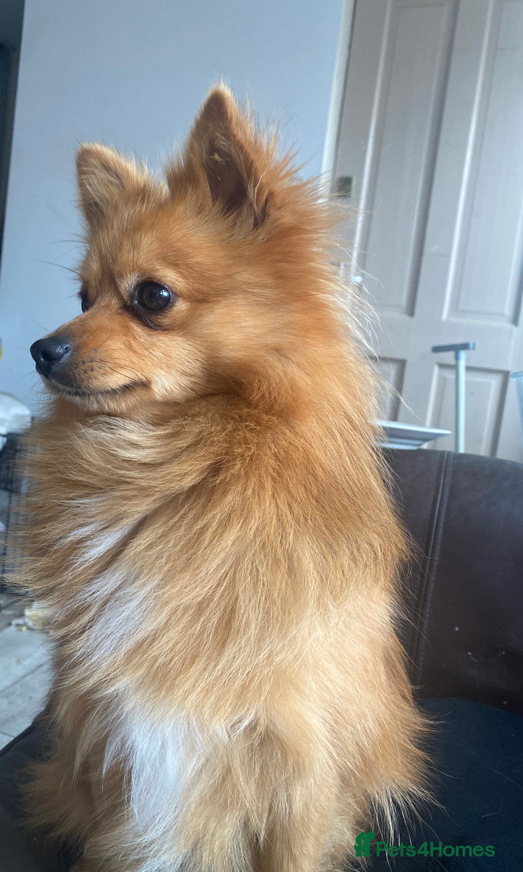 Pomeranian dogs for sale: Lovely dog for sale  - Image 3