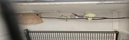 Mixed Breed birds for sale: Alexandraine  - Advert 5