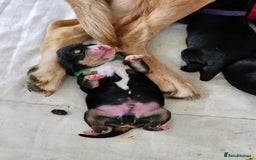 Mixed Breed dogs for sale: Puppies for sale  - Image 15