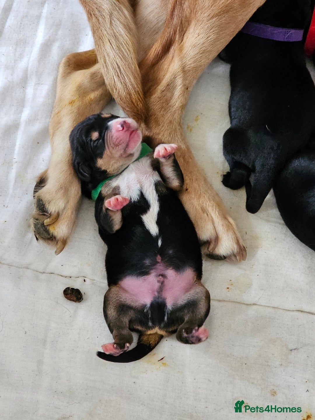 Mixed Breed dogs for sale: Puppies for sale  - Image 15