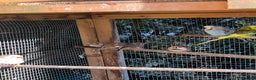 Mixed Breed birds for sale: Aviary of birds free to good home - Advert 4