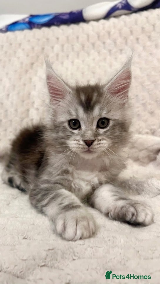 Maine Coon cats 💫💫Beautiful Maine Coon Kittens💫💫 - Advert 13