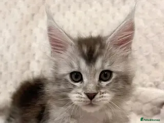 Maine Coon cats 💫💫Beautiful Maine Coon Kittens💫💫 - Advert 13