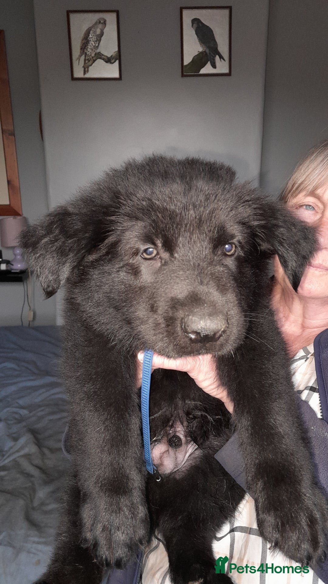 German Shepherd dogs for sale: German shepherd puppies  - Image 3