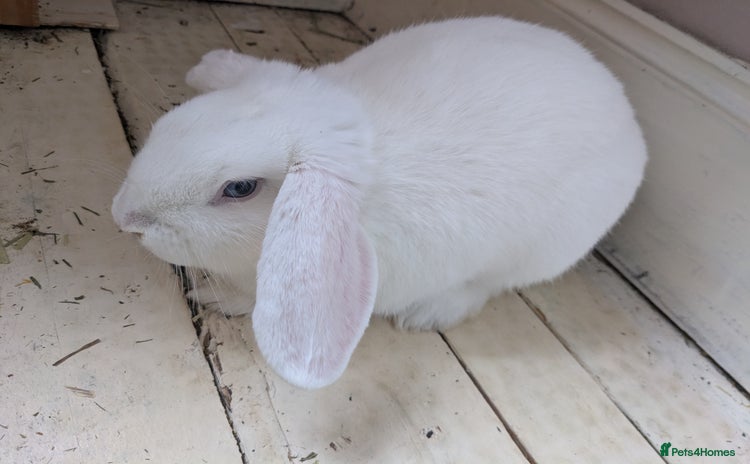 Mini Lop rabbits - Advert 1
