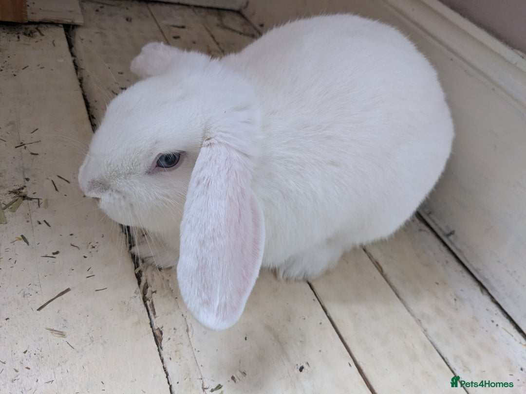 Mini Lop rabbits for sale: Mini loop for adoption  - Image 1